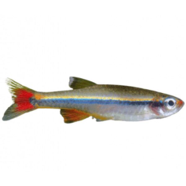 White Cloud Mountain Minnow Caring For These Colorful Community Fish Cover removebg preview 1 3 e1614021995974 1