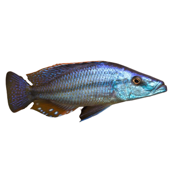 Dimidiochromis Compressiceps removebg preview 1