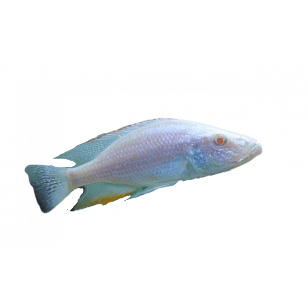 Dimidiochromis compressiceps albino removebg preview 1