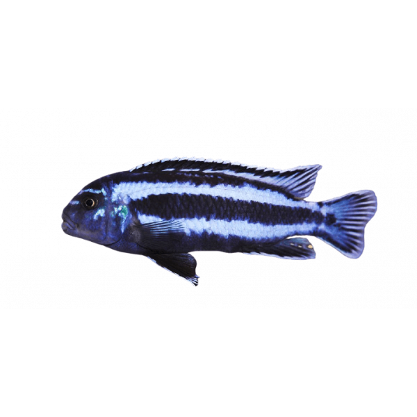 Melanochromis Cyaneorhabdos removebg preview 1