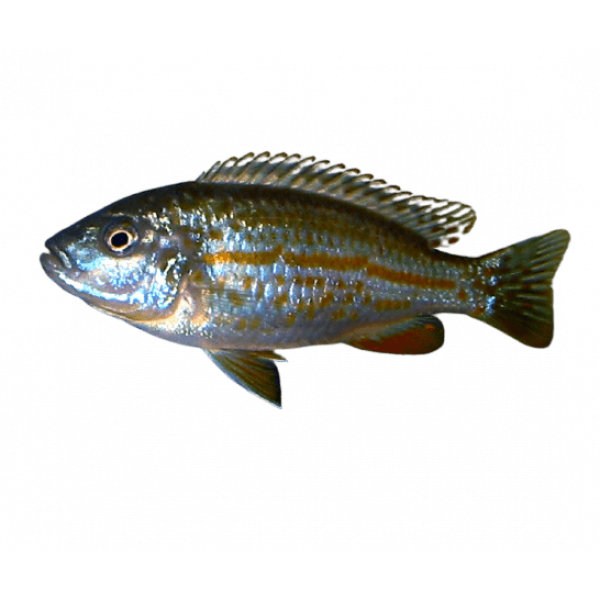 Melanochromis joanjohnsonae removebg preview 1