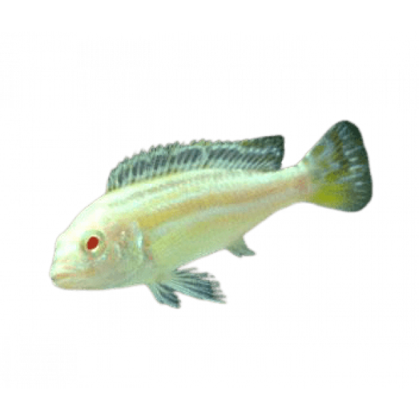 albino melanochromis auratus removebg preview 1