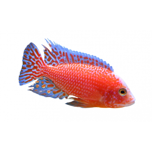 aulonocara firefish removebg preview