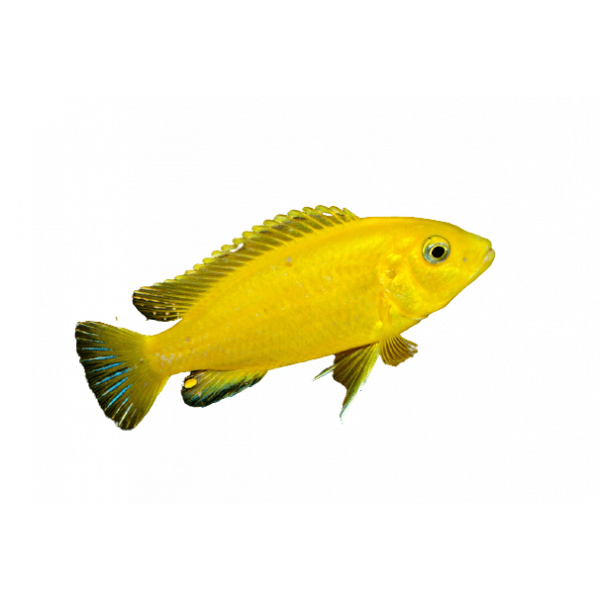 labidochromis hybrid yellow removebg preview 1