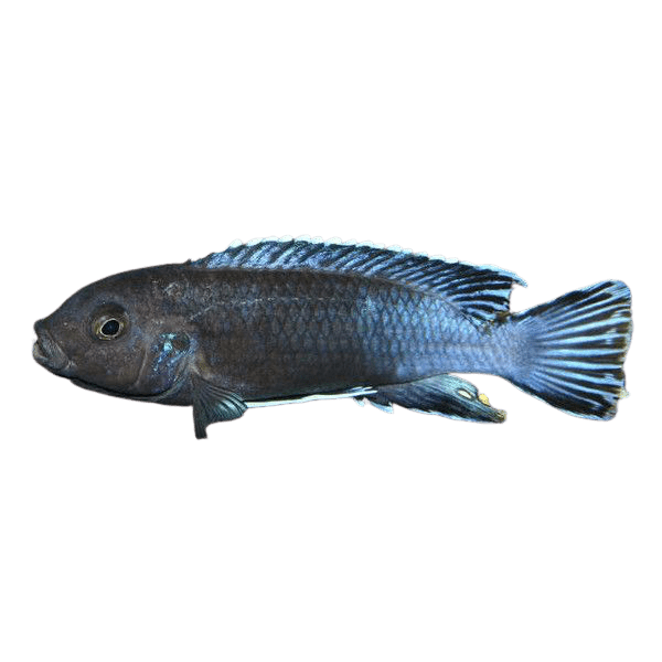 melanchromis perileucos removebg preview 1