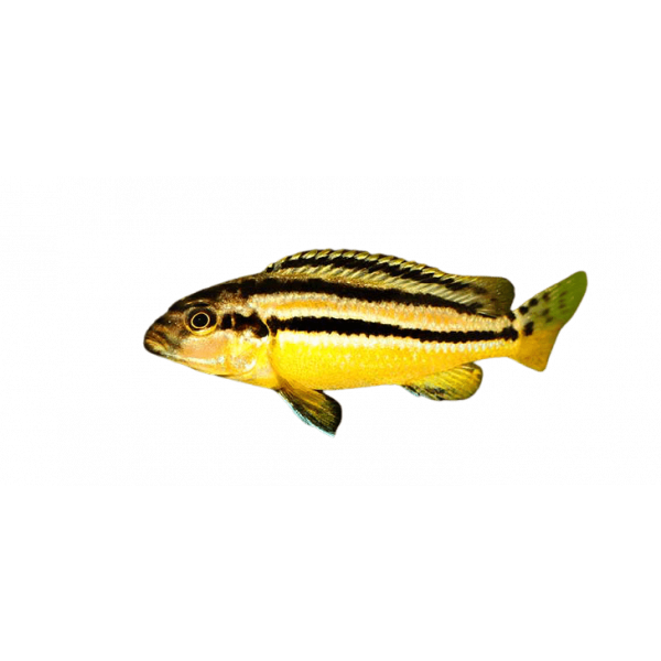 melanochromis auratus removebg preview 1