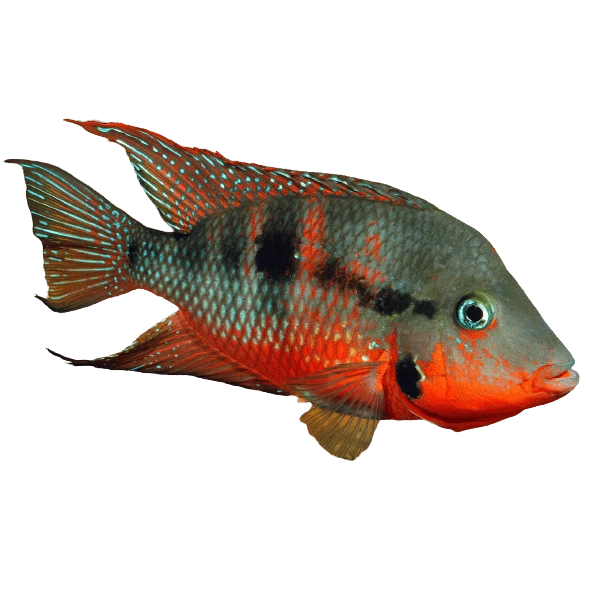 firemouth cichlid 6 removebg preview