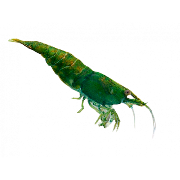 Green Jade shrimp removebg preview