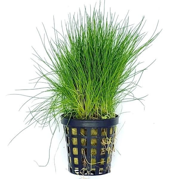 Plant Hairgrass Pot