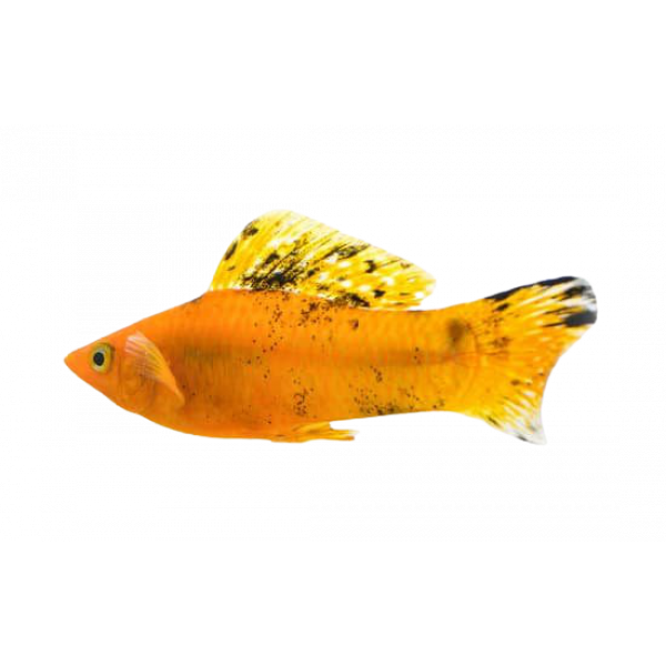 canva molly fish isolated on white background MADAs9pGQrQ removebg preview