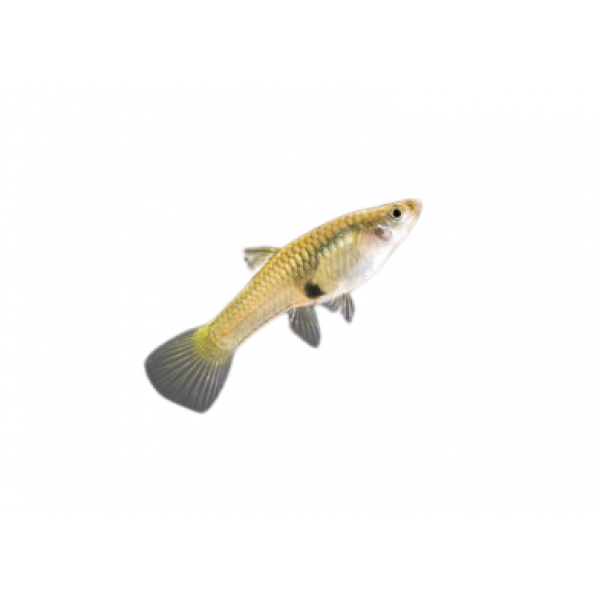 female guppy endler freshwater aquarium 260nw 1343047028 removebg preview