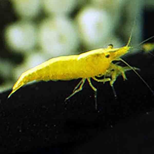 golden back shrimp 1
