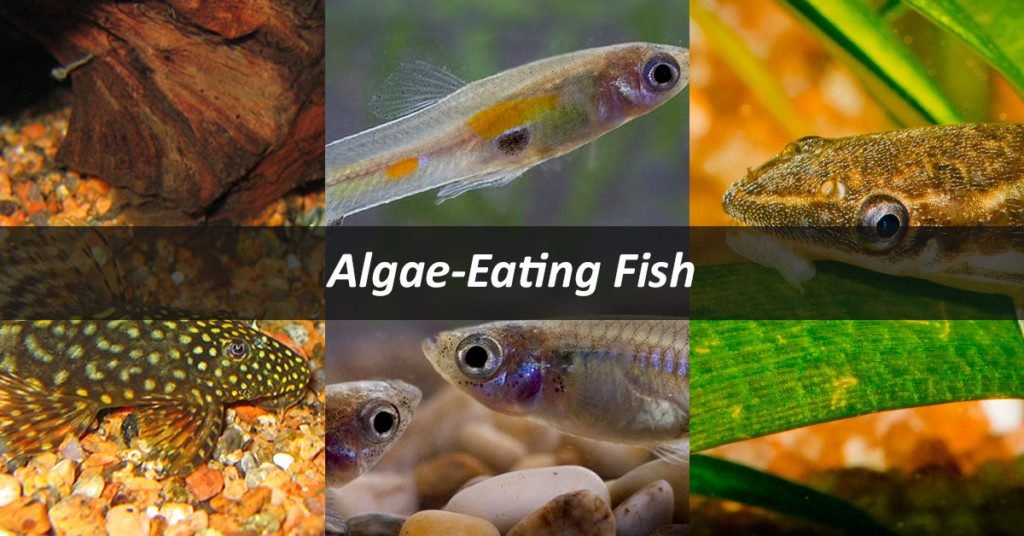 Algae Eating Fish 1024x536 1