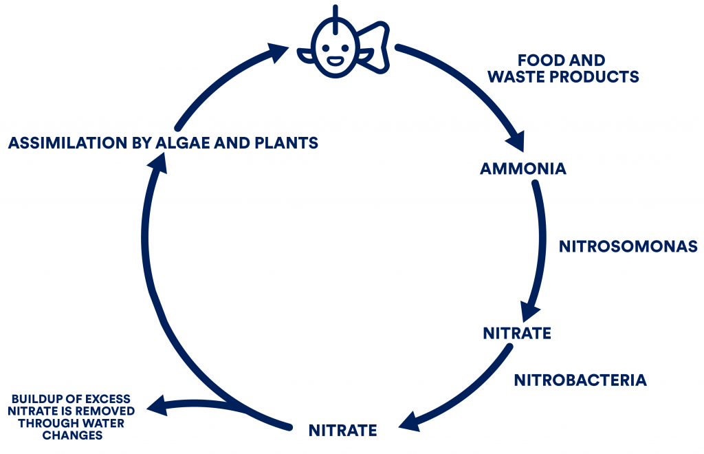 Nitrogen Cycle Infographic