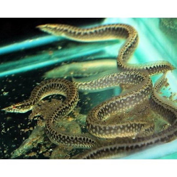 African Spiny Eel 1