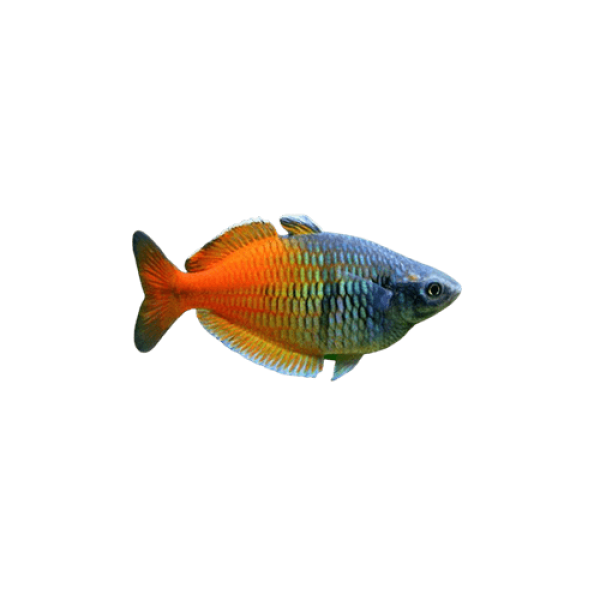 Boesemani Tropical Rainbowfish 600x462 removebg preview 2 1 1 1 1 1