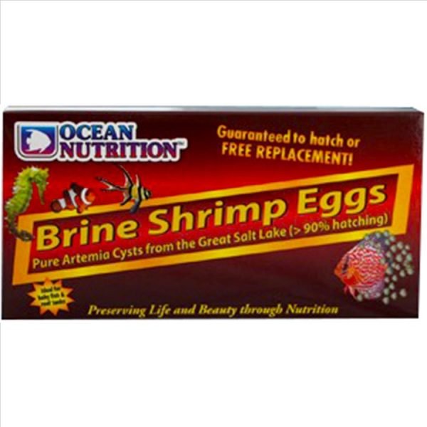 Brine Shrimps Eggs7 1
