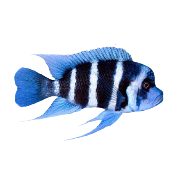 Cyphotilapia frontosa Humphead Cichlid removebg preview 1