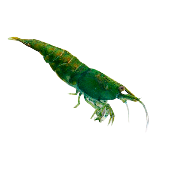 Green Jade shrimp removebg preview