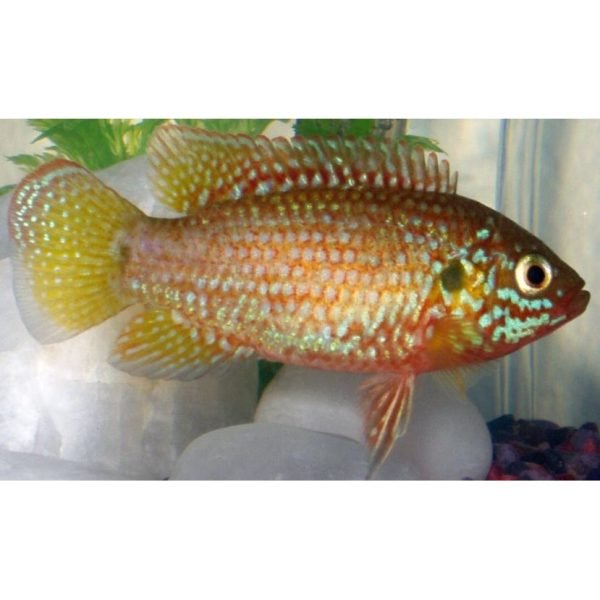 Jewel African fish livestock 1 1