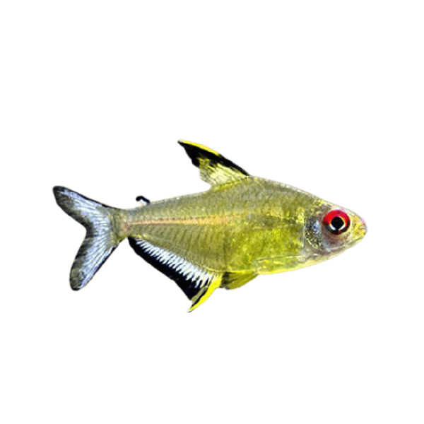 Lemon Tetra Fish removebg preview 1