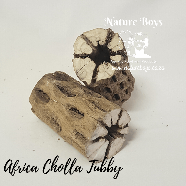 NB African Cholla Tubby 1