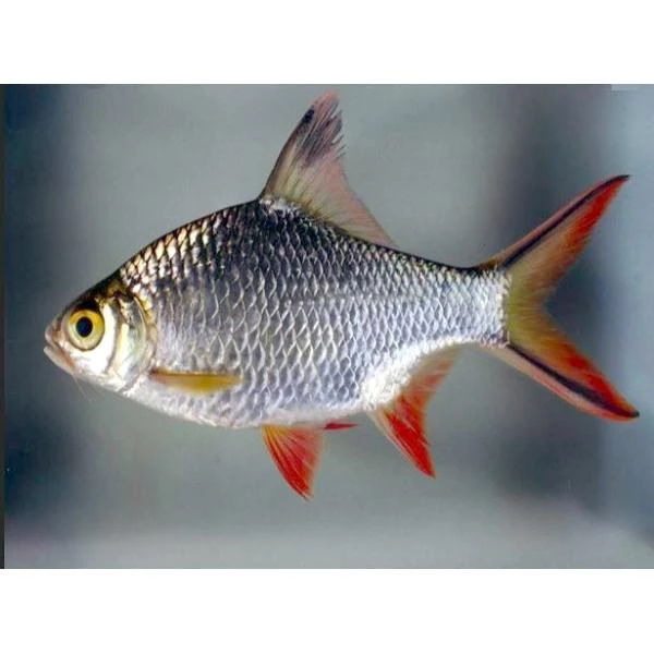 Red taled Tinfoil Barb Adult