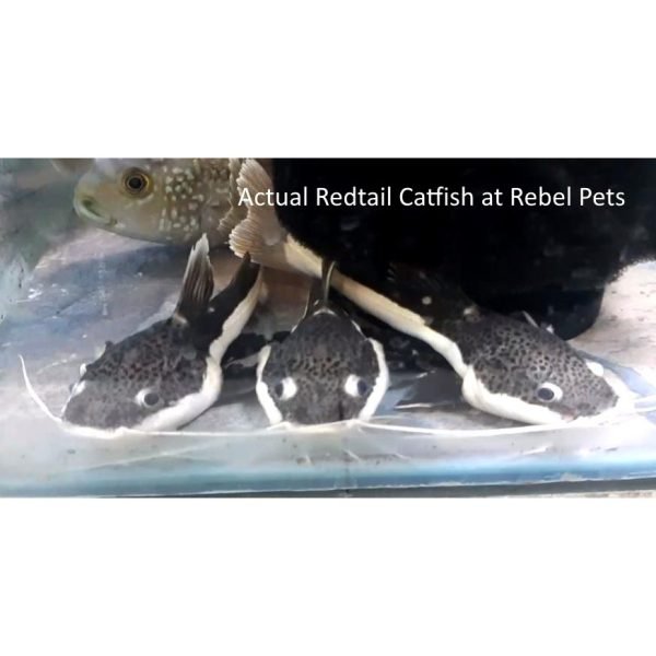 Redtail Catfish 2 at Rebel Pets