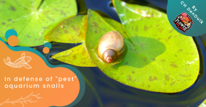 In defense of “pest” aquarium snails