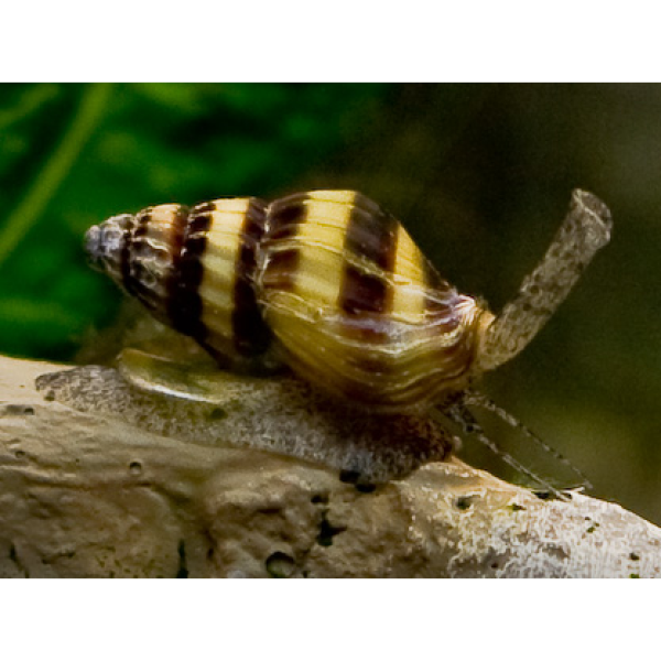 assassin snail clea helena 1 1