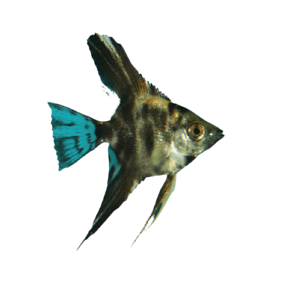 assorted angelfish 5cm pterophyllum scalare removebg preview