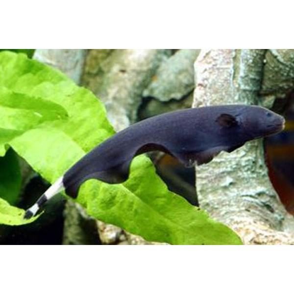 black ghost knifefish apteronotus albifrons 65cm