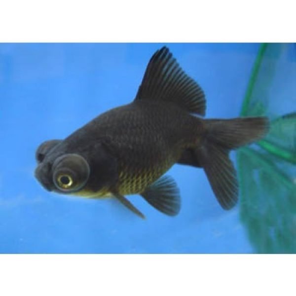black moor goldfish 2