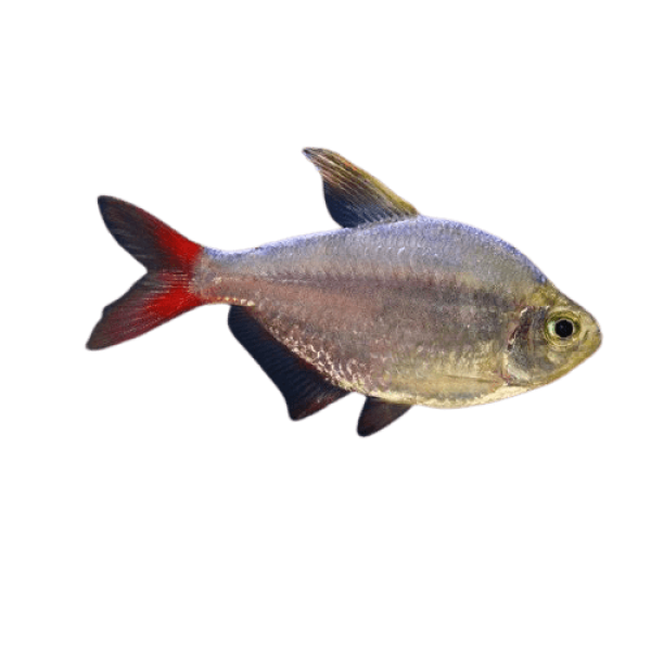 calambian red fin tetra 4cm removebg preview