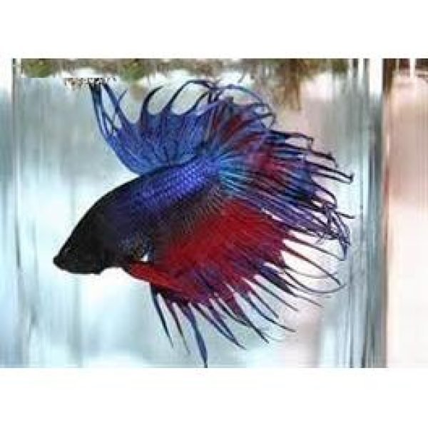 crowntail siamese fighter