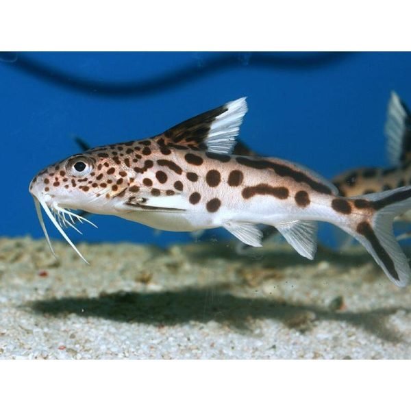 cuckoo catfish synodontis multipunctatus 3cm