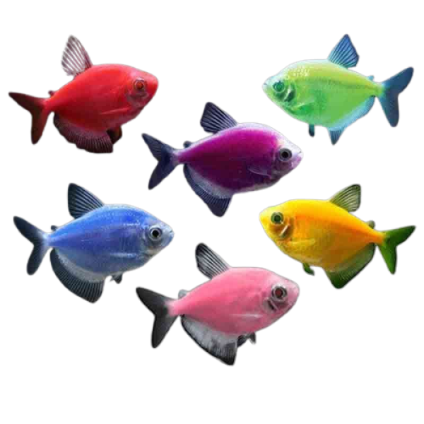 glo widow tetra assorted colours removebg preview 1 1 1