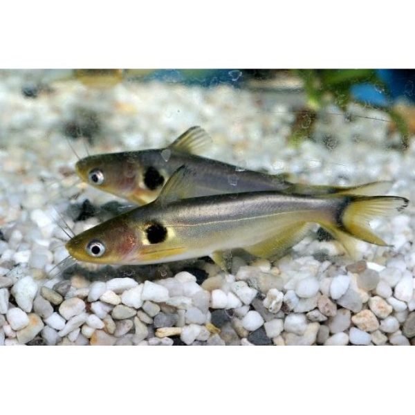 golden spotted catfish 7cm