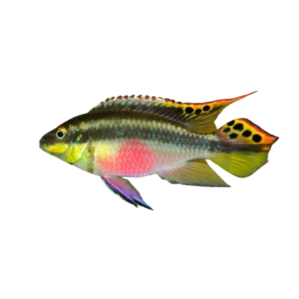 kribensis cichlid 4cm pelvicachromis pulcher removebg preview