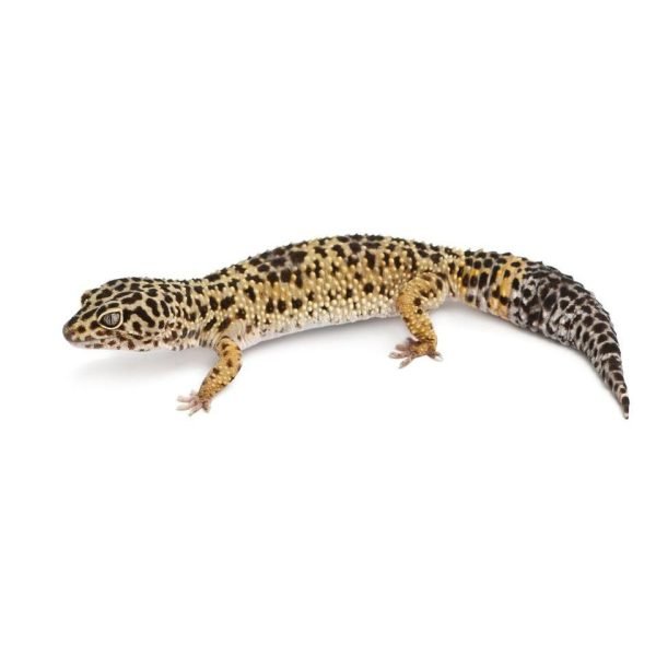 leopard gecko normal 1 1