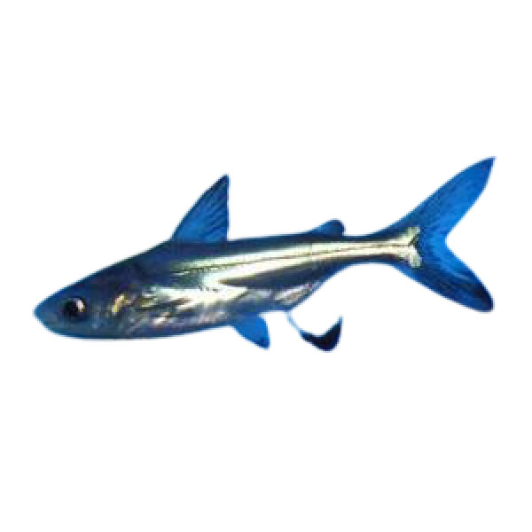 pangasius shark removebg preview