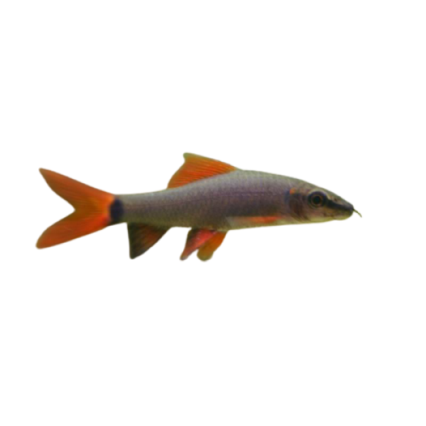 rainbow shark 6cm removebg preview