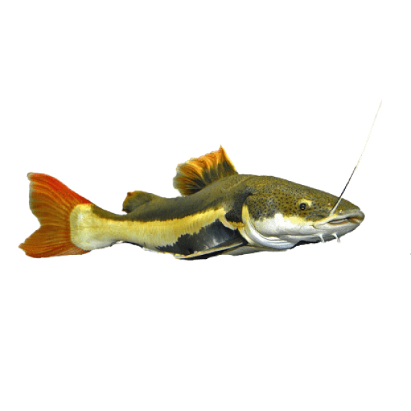 redtail catfish 10cm removebg preview 1