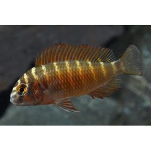 Tropheus Molino Firecracker cichlid – 5cm