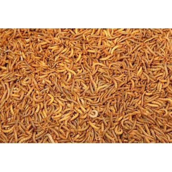 20pgDRIED MEALWORMS FEED TREAT FOR