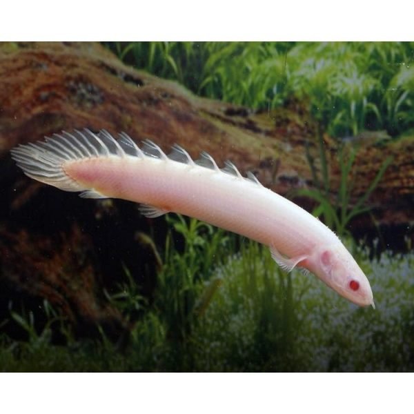 Albino polypterus