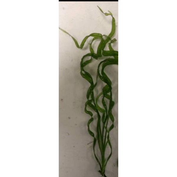 Echinodorus angustifolia 1 1