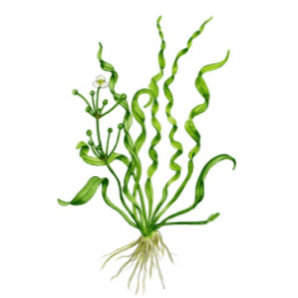 Echinodorus angustifolia 2