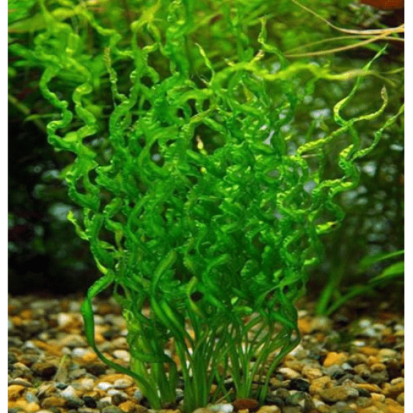 Echinodorus angustifolia 3