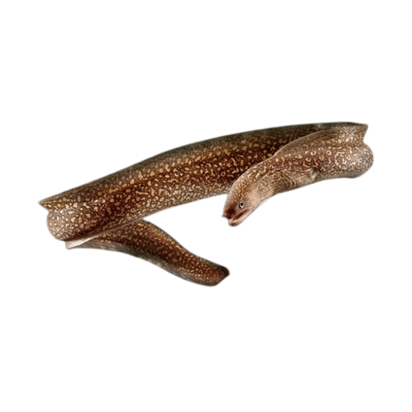 Freshwater eel removebg preview